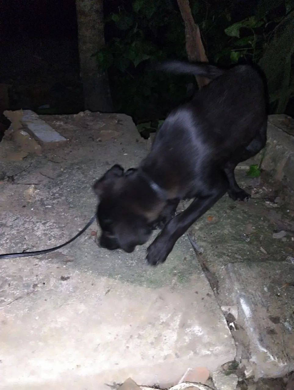 Labrador fêmea  - Foto 2