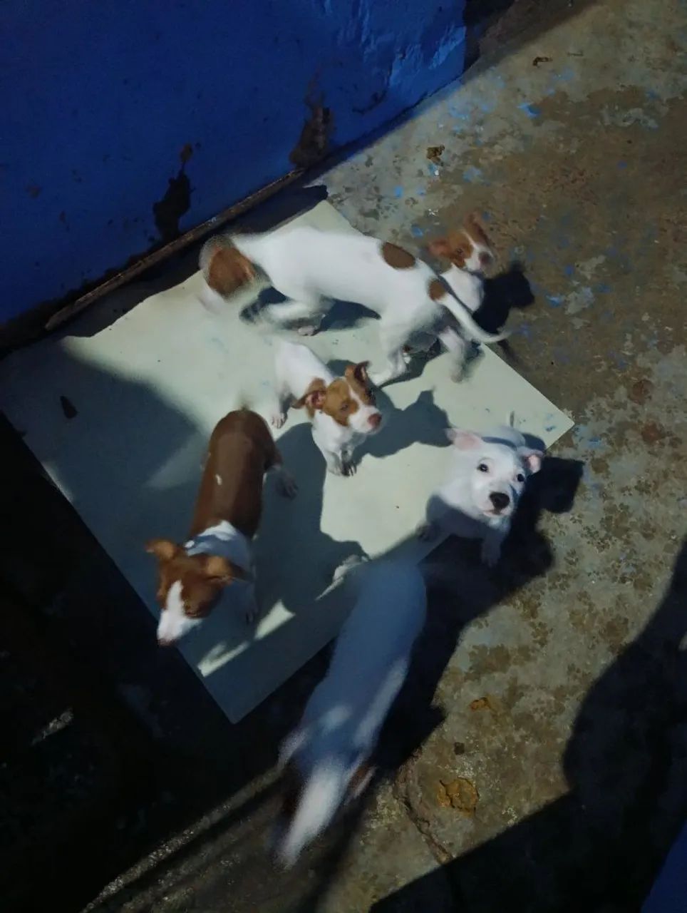 Filhotes de Pit Bull  - Foto 3