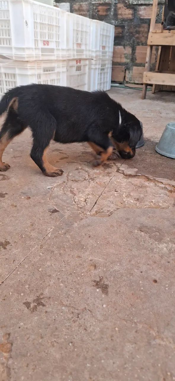 Filhotes de Rottwaler - Foto 4