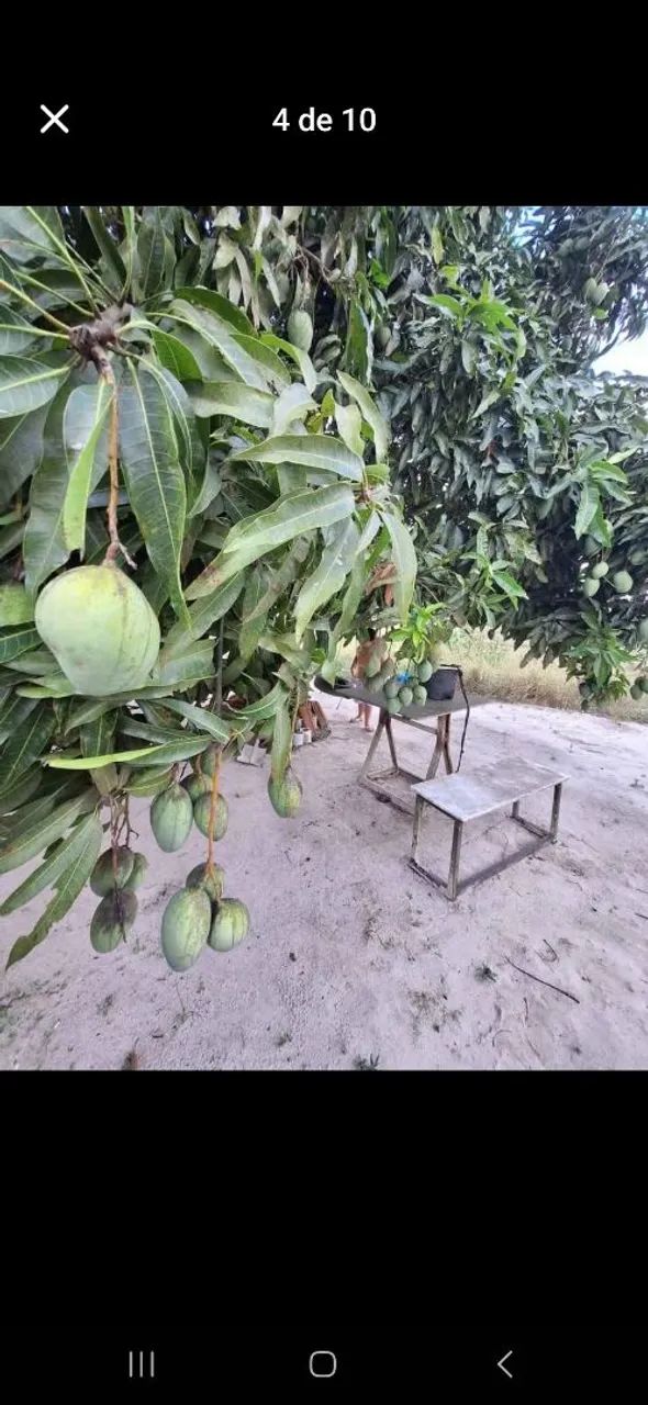 Terreno no sítio com escritura pública - Foto 4