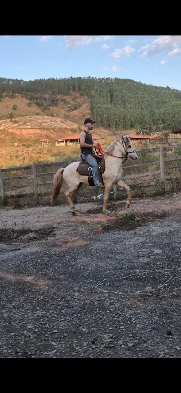 Cavalo 10 anos - Foto 3