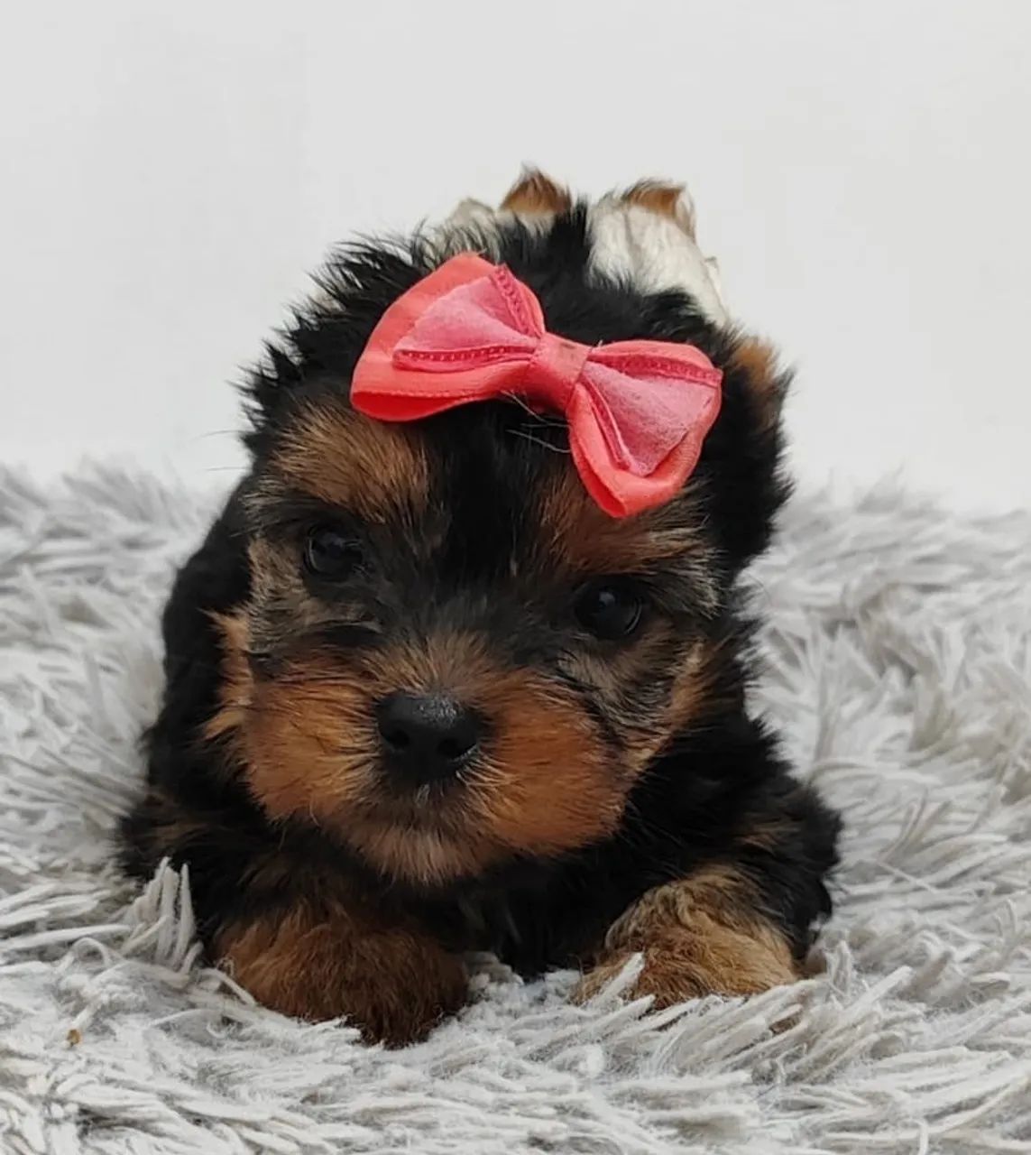 Yorkshire Terrier micro vendas 