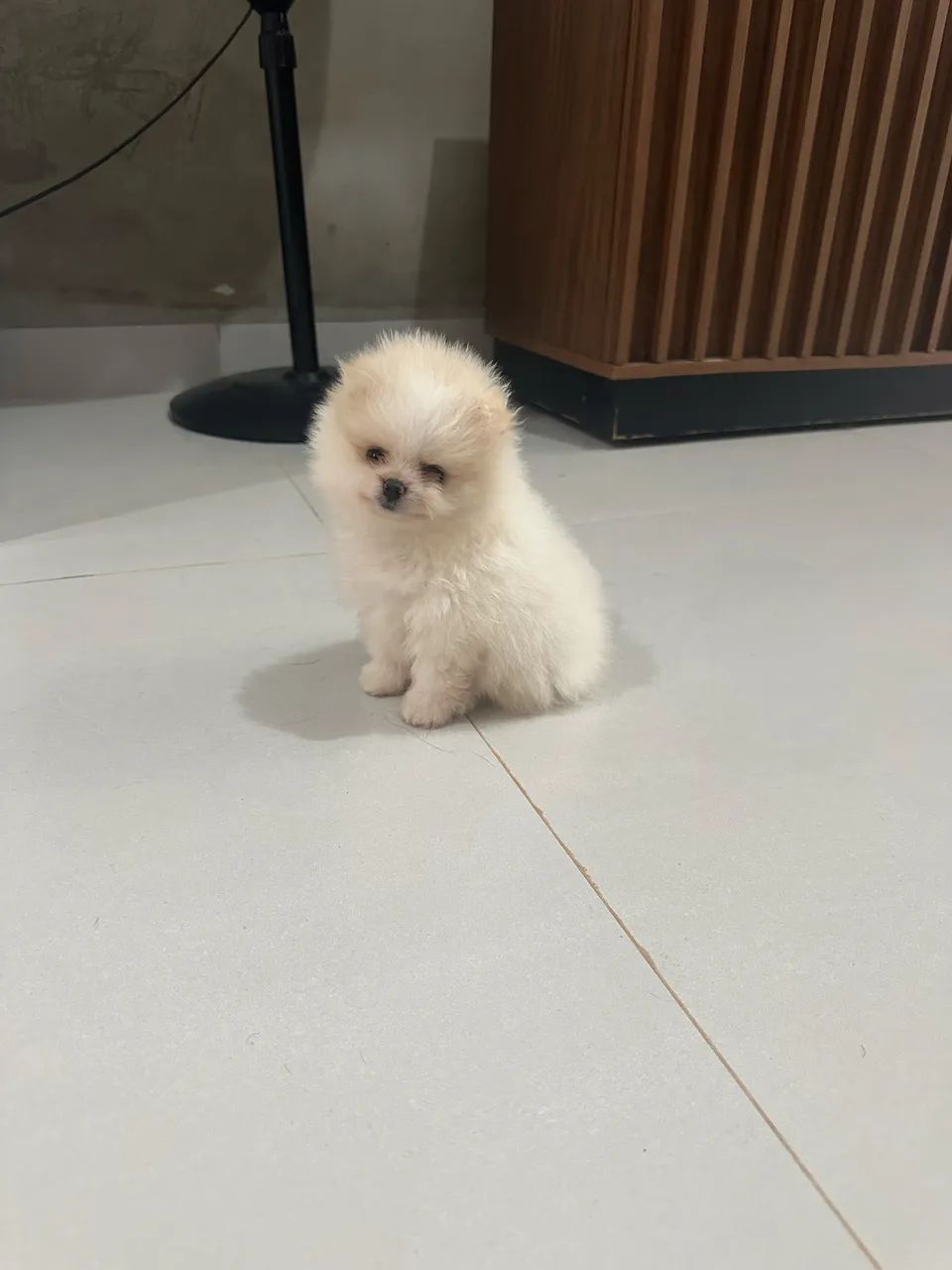 Spitz alemão fêmea 