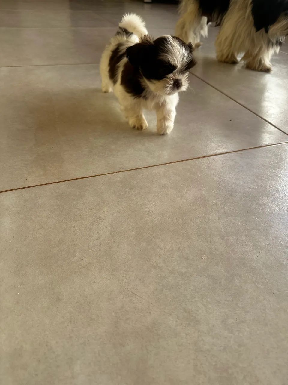 Shih Tzu - Foto 3
