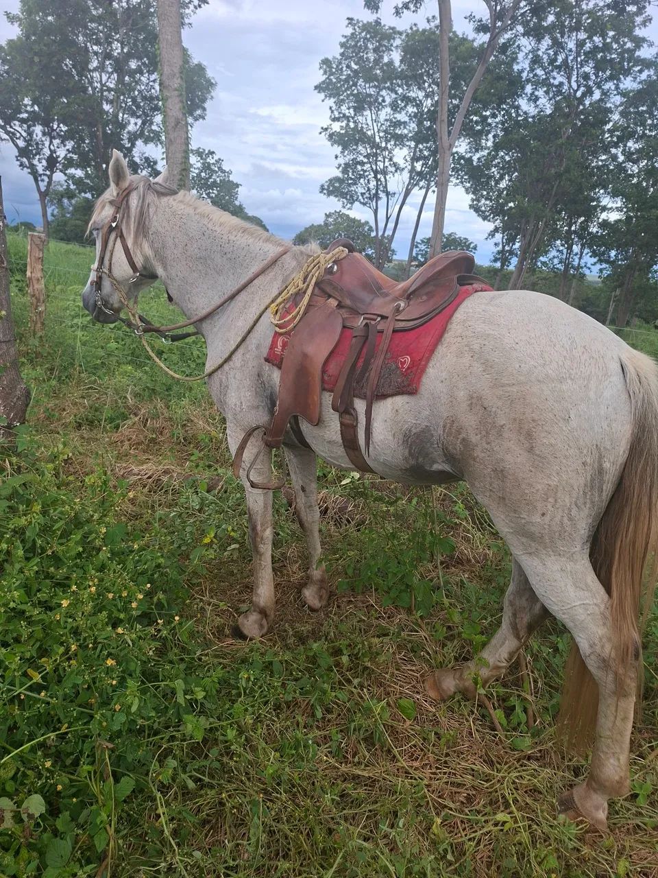 Cavalo Manga Larga  - Foto 4