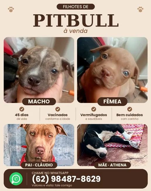 Cachorros 