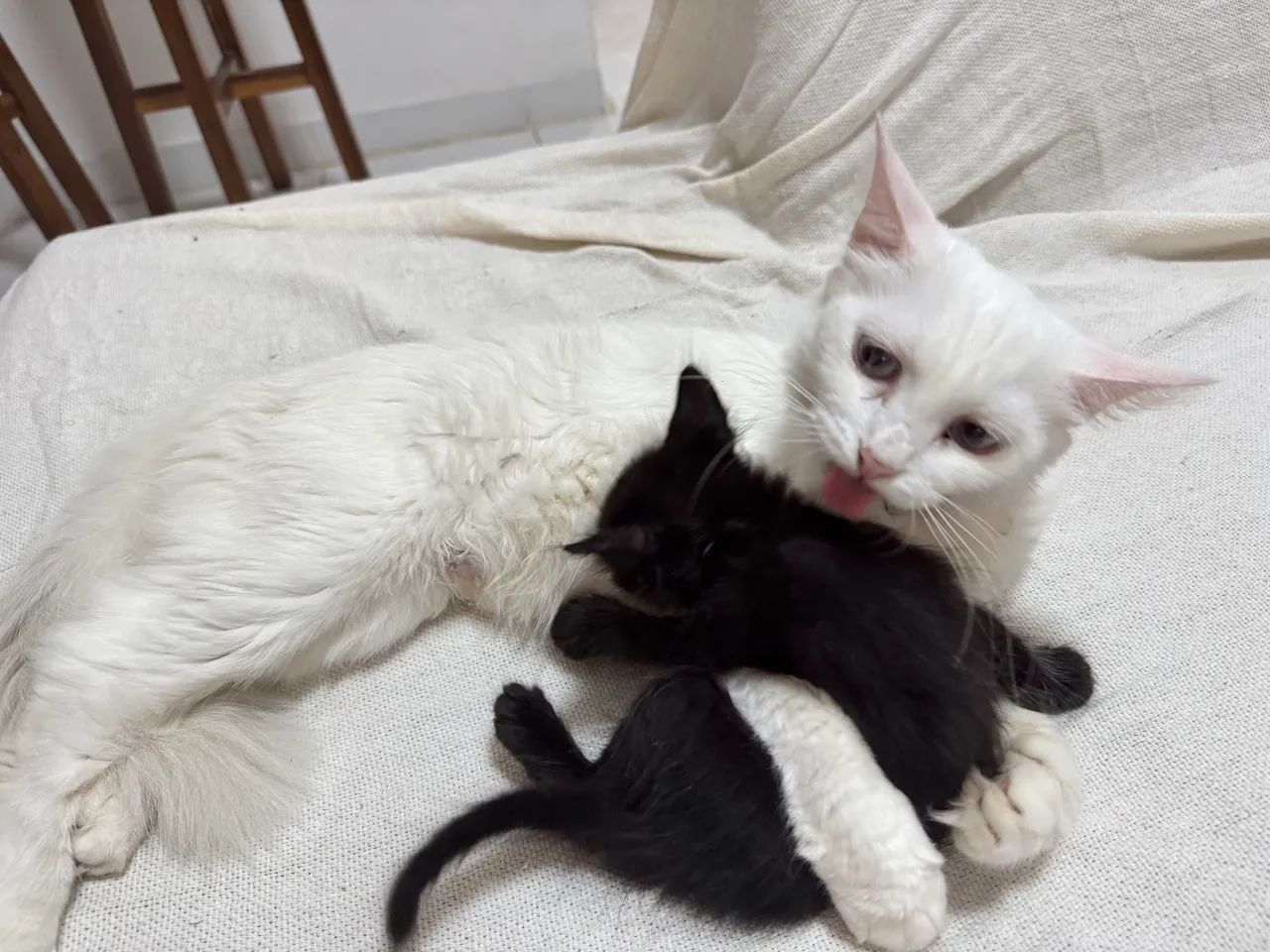 Gatinhos Filhotes para ADOÇÃO - Foto 5