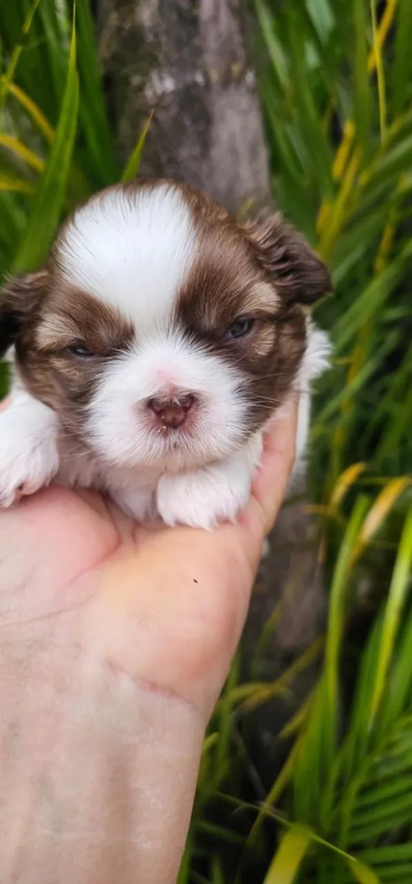 Shihtzu macho  - Foto 2