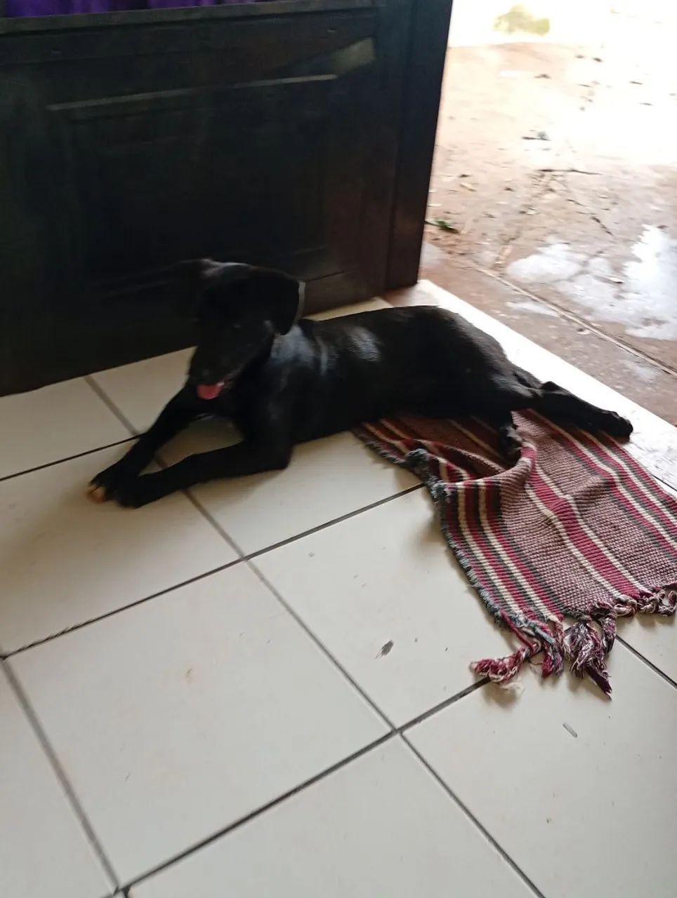 Doa se cachorrinho 