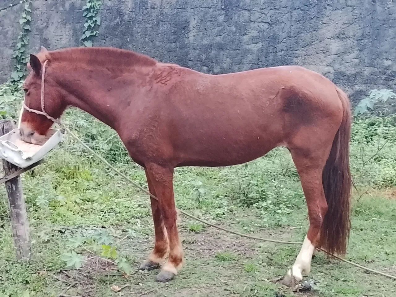 Égua  - Foto 2