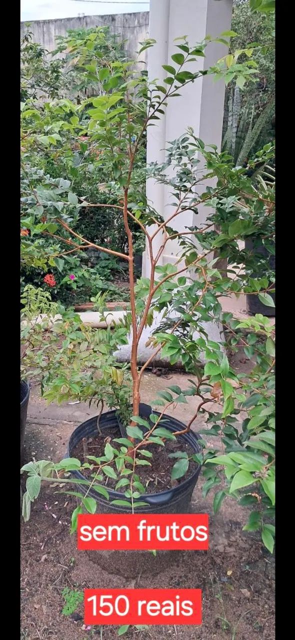 Jabuticabeiras - Foto 2