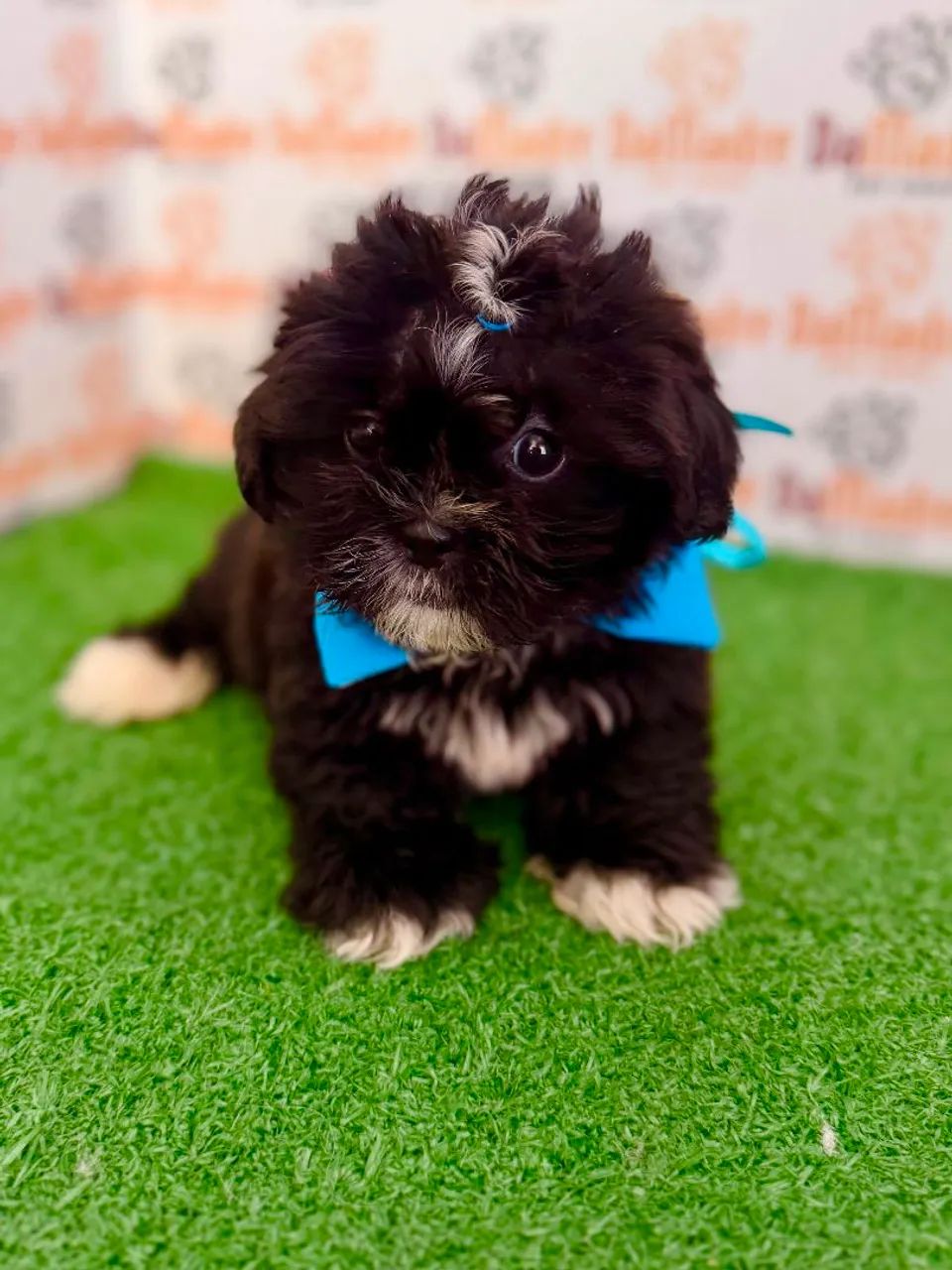 Shih-tzu Macho 