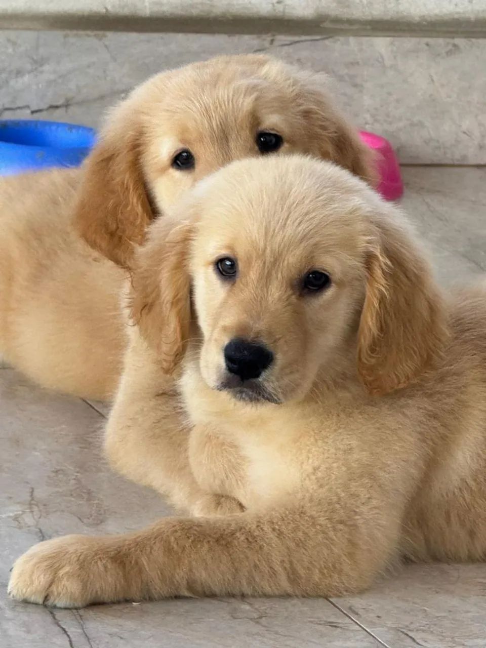 Golden  - Foto 3