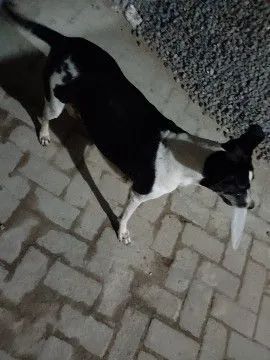 Cachorra para doar. Castrada vacinada  - Foto 3
