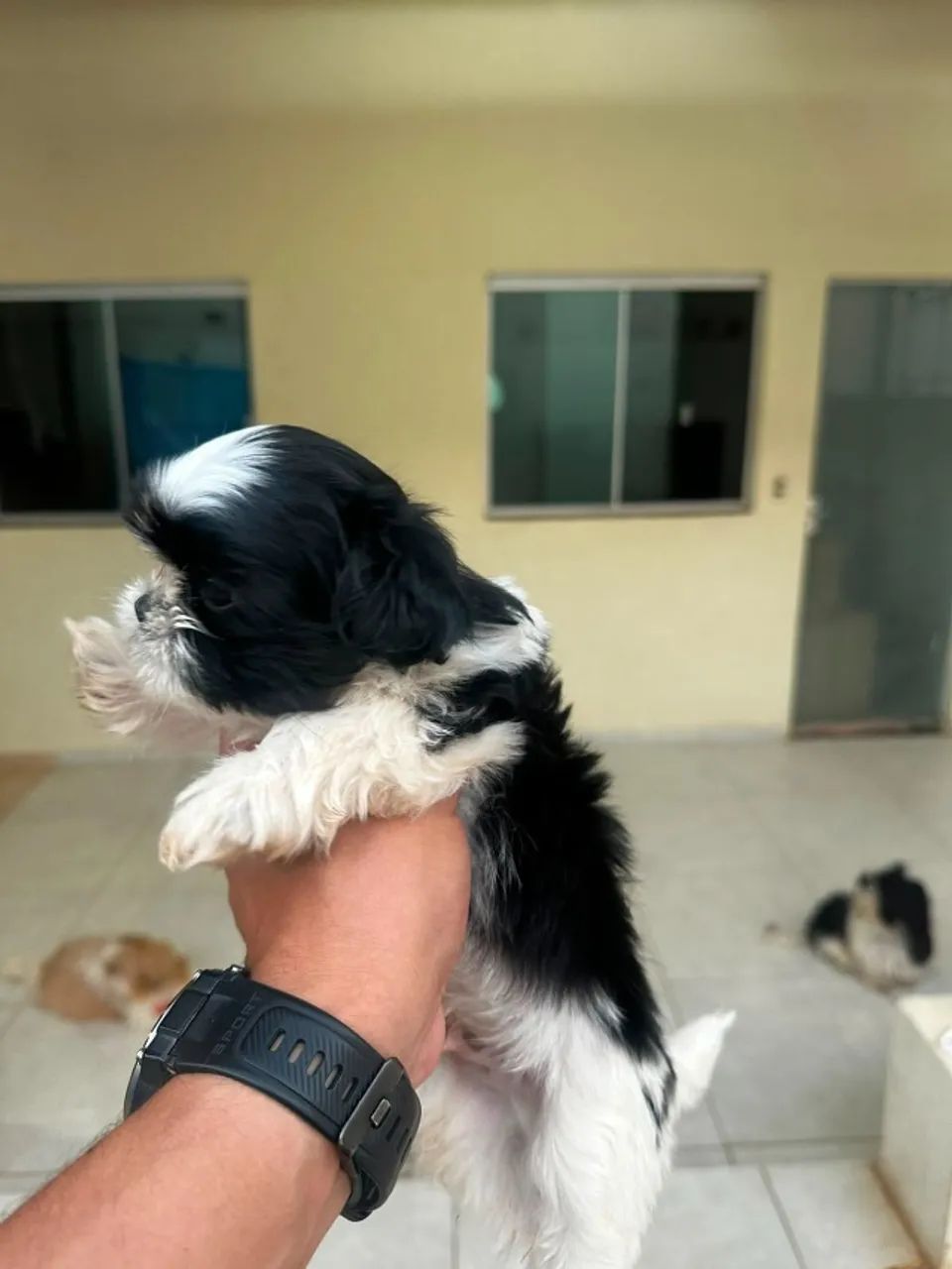 Shih Tzu - Foto 4