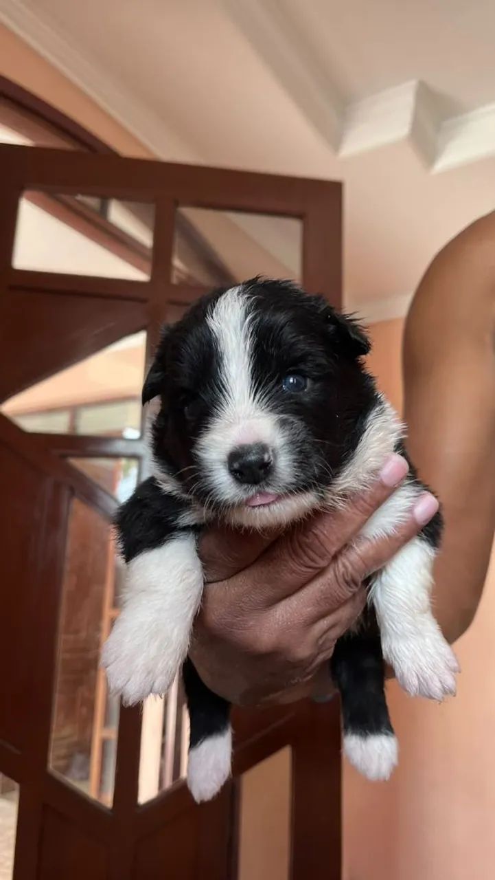Filhotes de Border Collie  - Foto 2