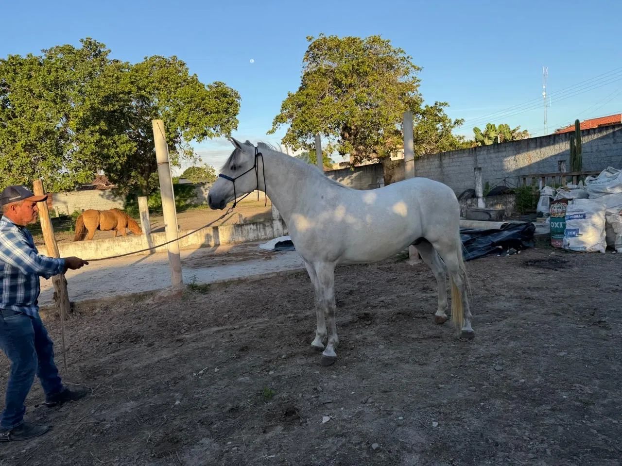 Cavalo novo. 4 anos  - Foto 2