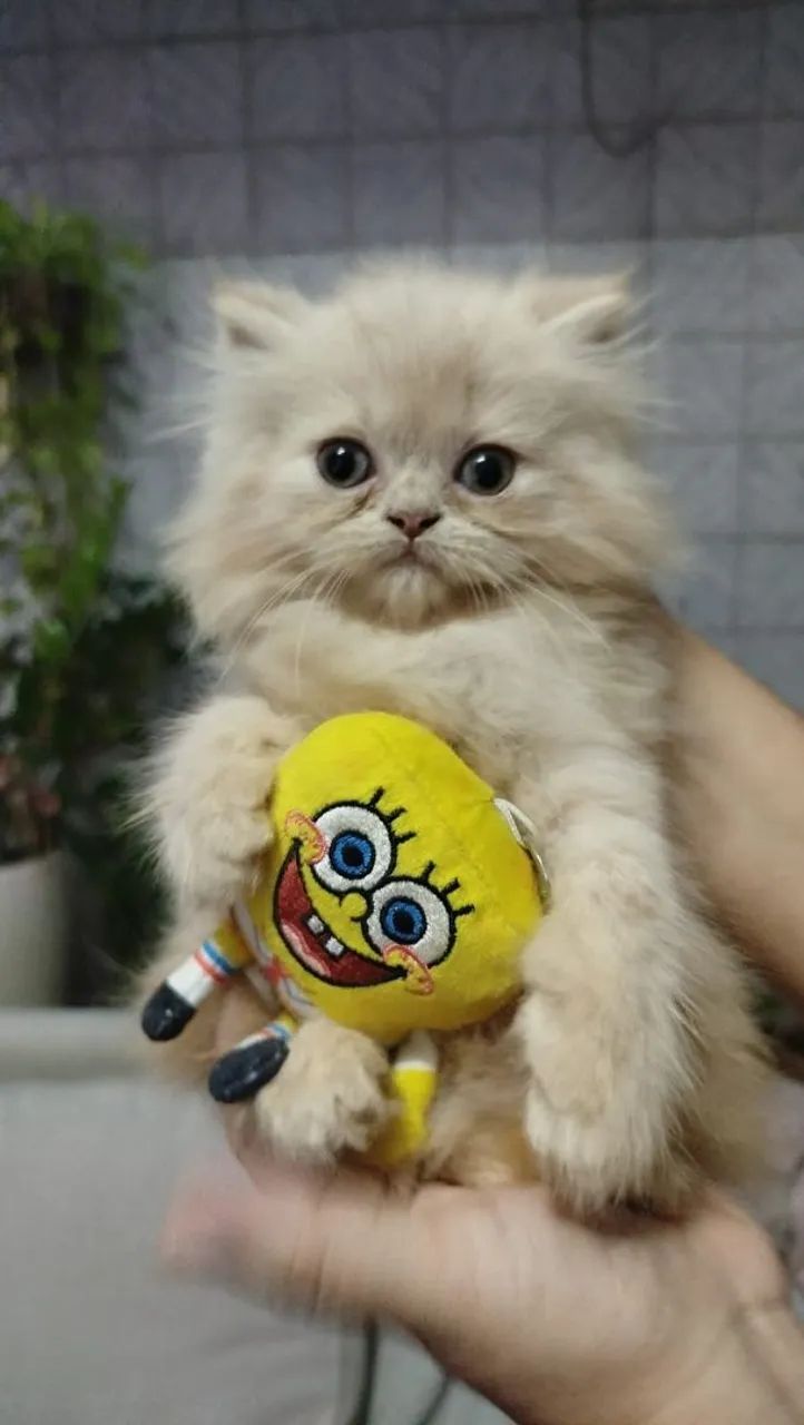 Lindos filhotes de Gato Persa  - Foto 4
