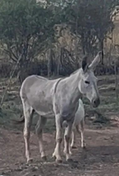 Jumenta Pêga  - Foto 3