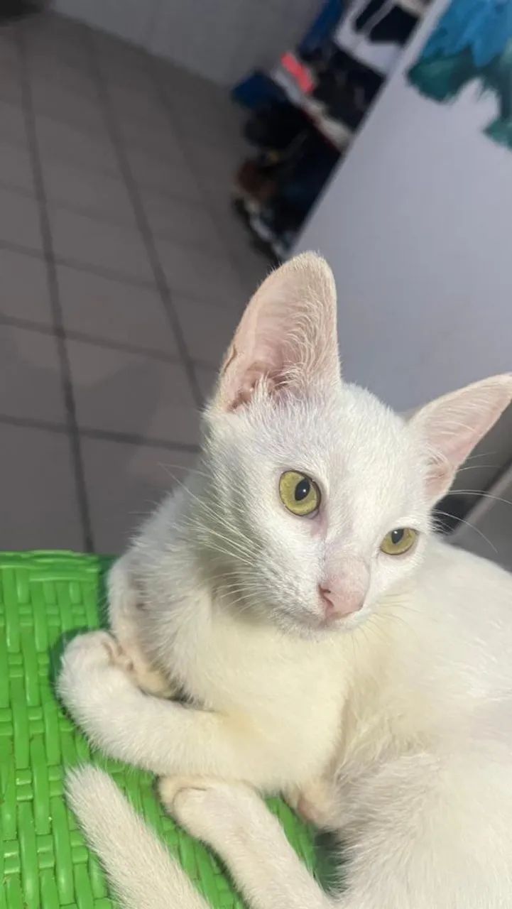 Gato precisando urgentemente de um lar - Foto 2