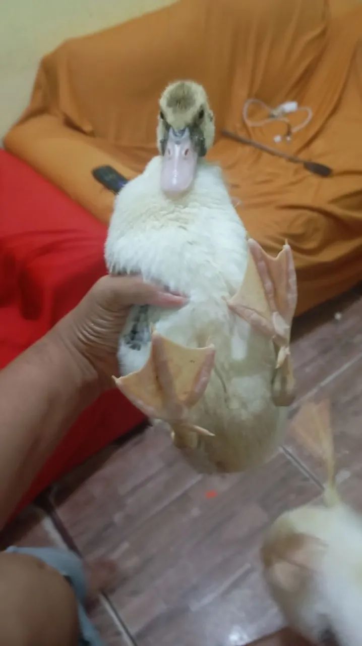 Patos  40 reais  - Foto 2