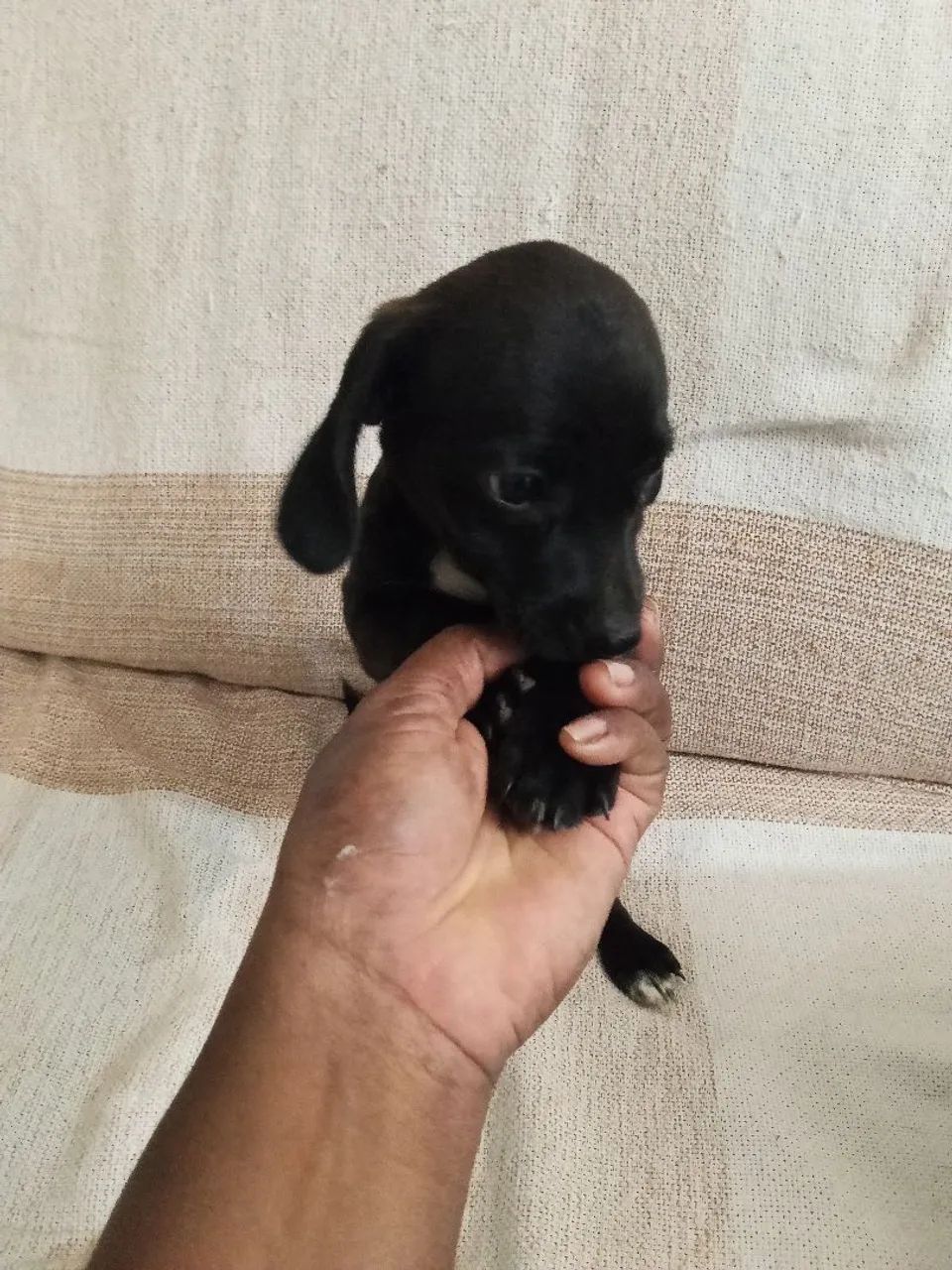 Cachorro filhotes salsicha com pinscher  - Foto 4