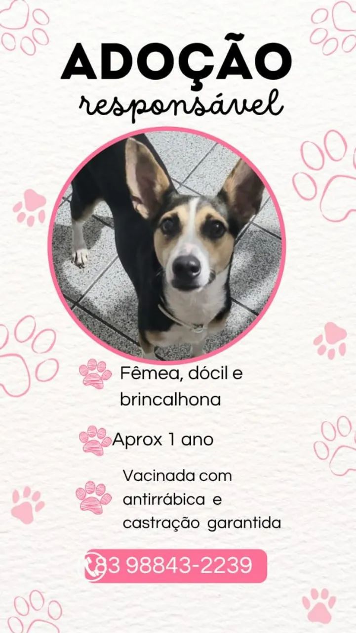 Cachorro para adoção responsável  - Foto 4