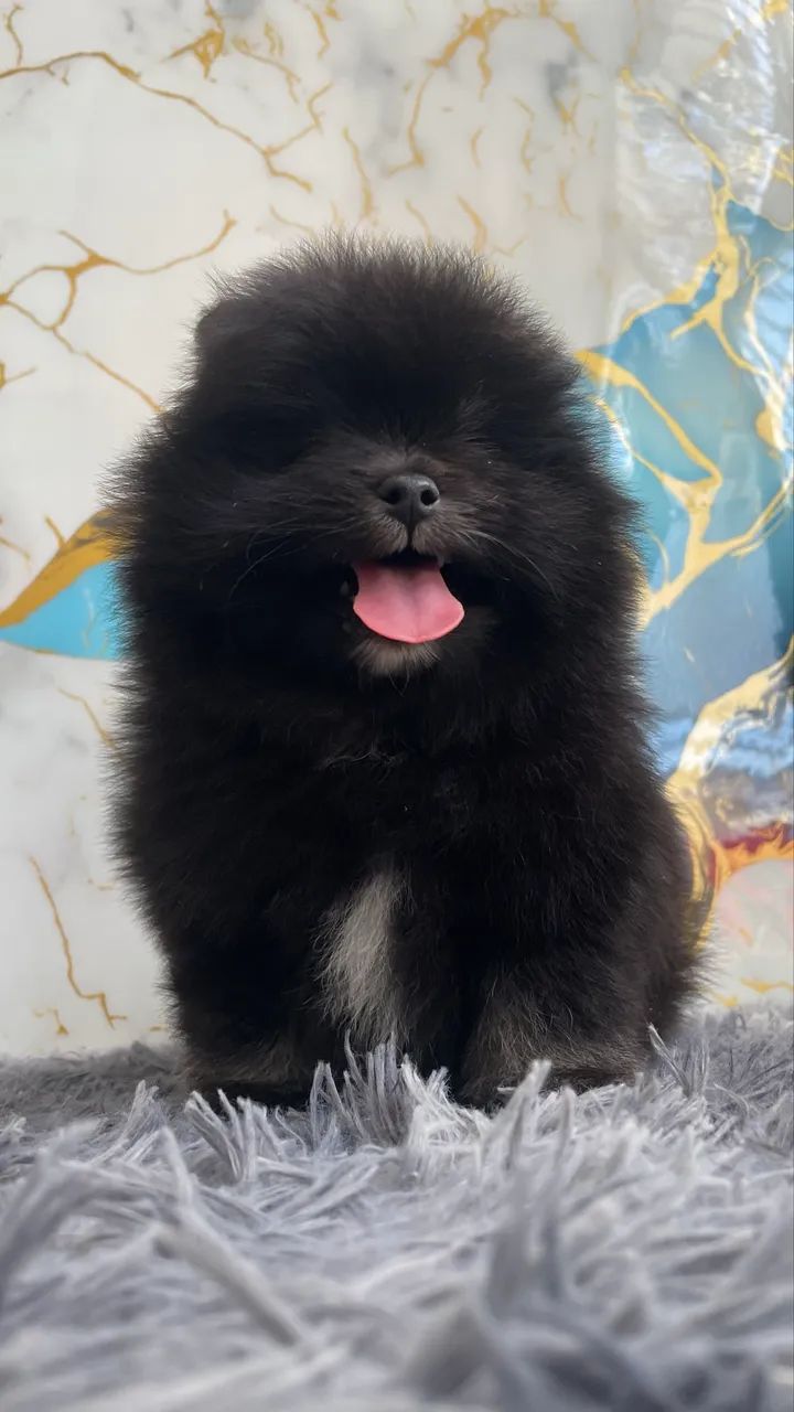 Spitz Alemão  macho 