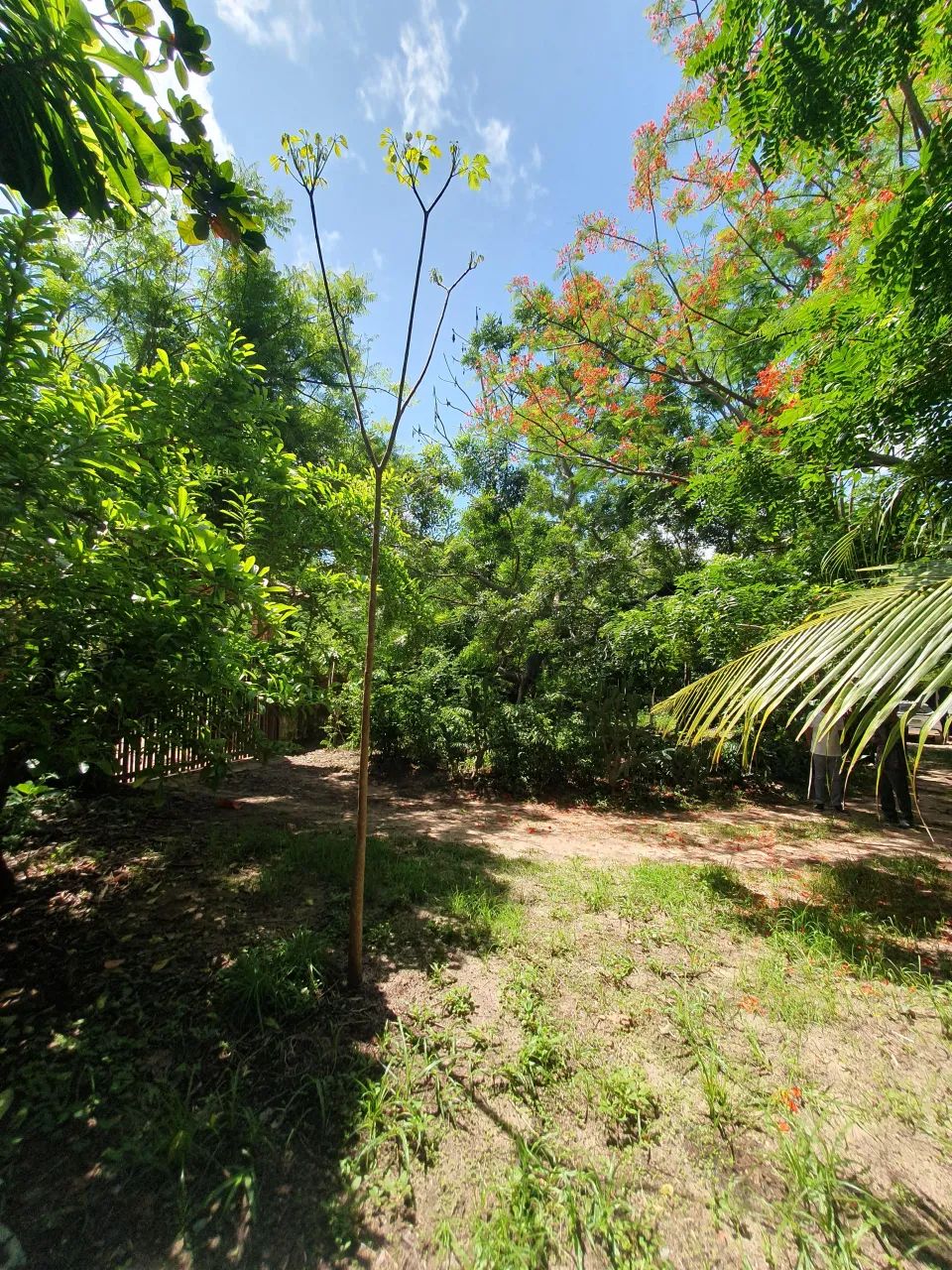 Sitio com 3.0000 metros quadrados com casa 3 quartos no Eusébio!!!! - Foto 2