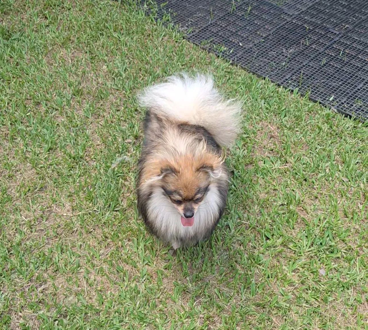 Spitz jovem  - Foto 3