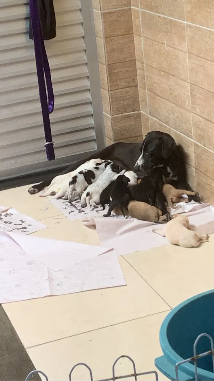 Doaçao de filhotes - Foto 2