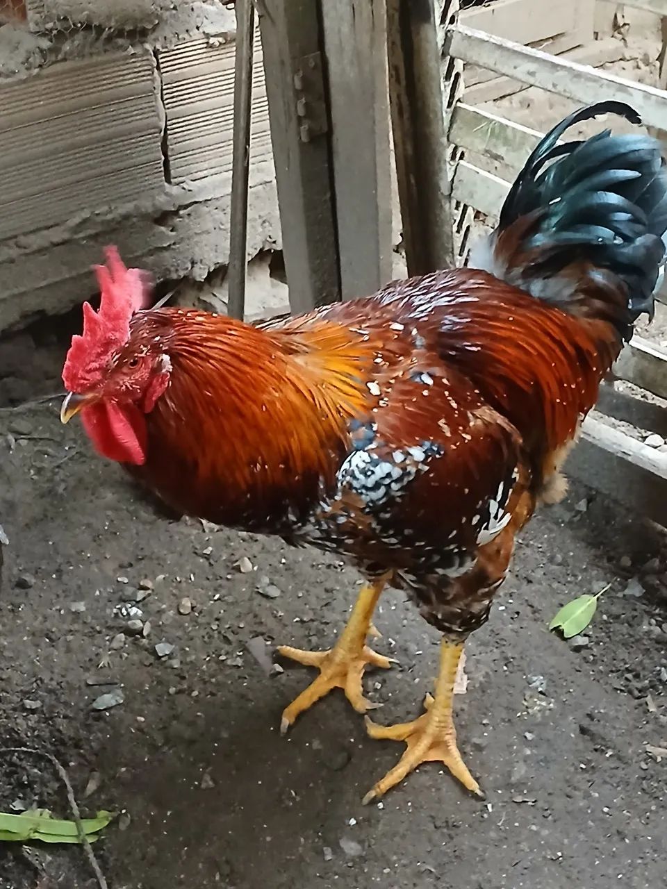 Galinha GSB BALAO  - Foto 2