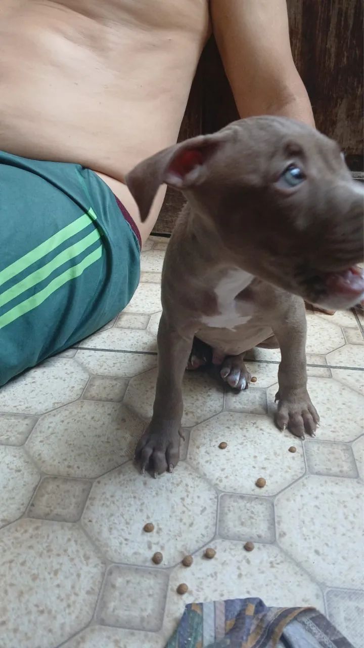 FILHOTE DE PITBULL PRA VENDER RÁPIDO/ macho  - Foto 3