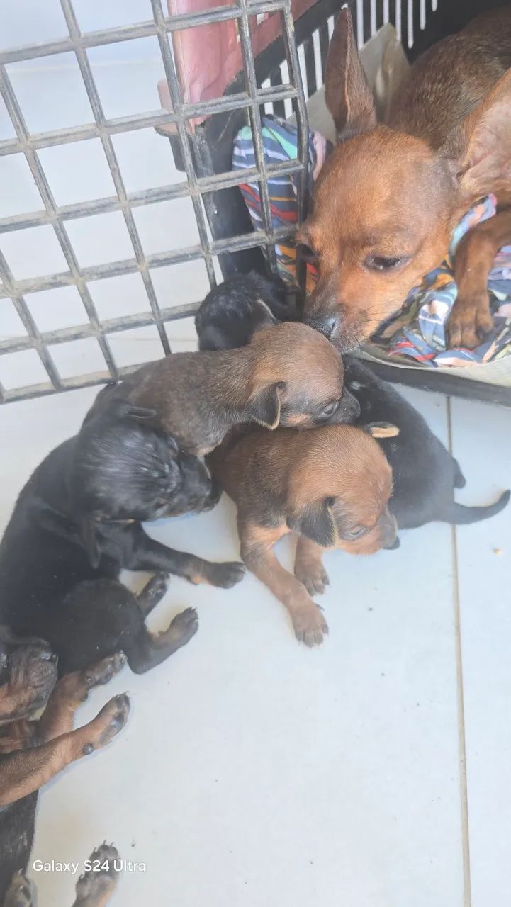 Cachorro pincher