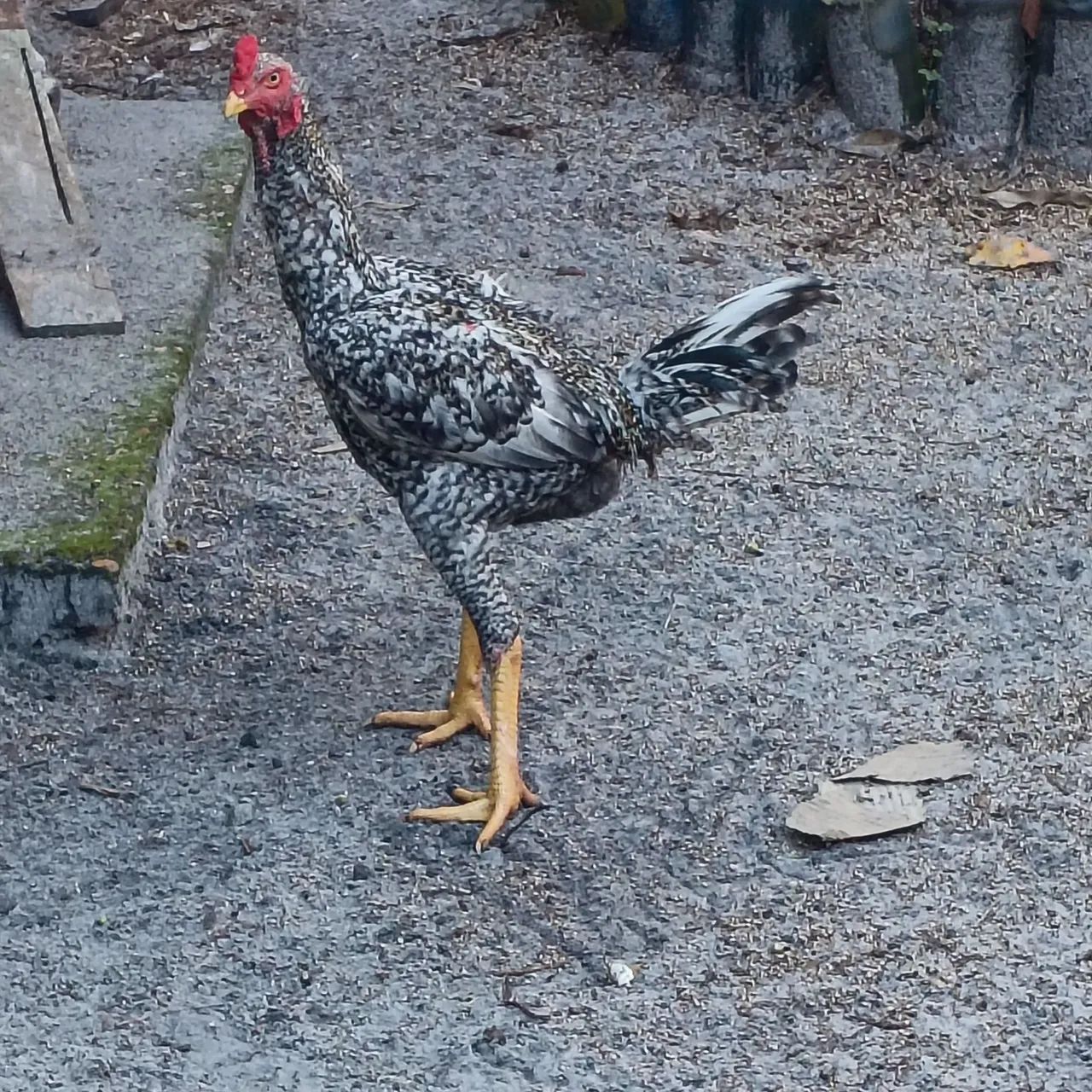 Frango mura - Foto 3