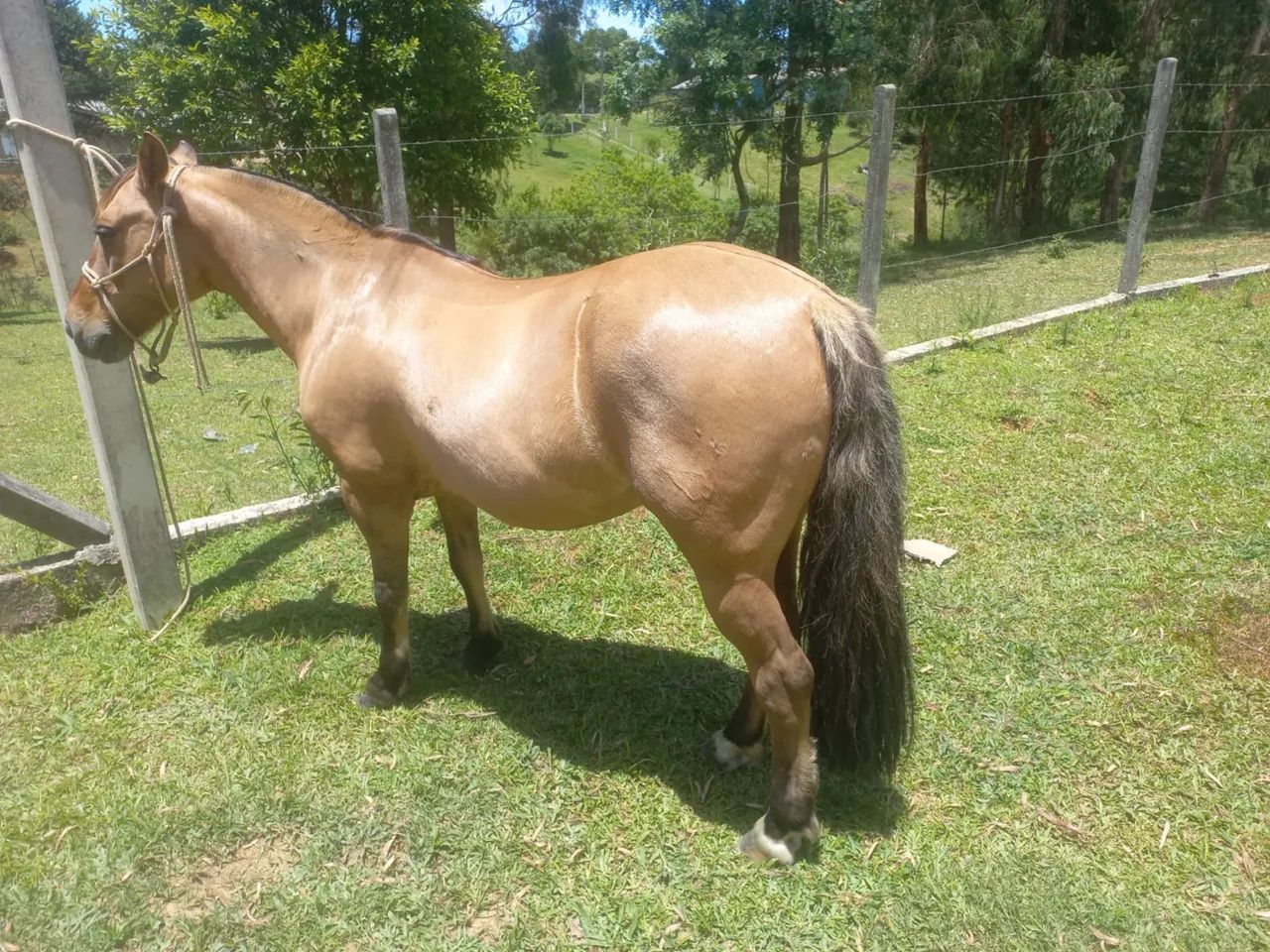 Cavalo crioulo - Foto 6