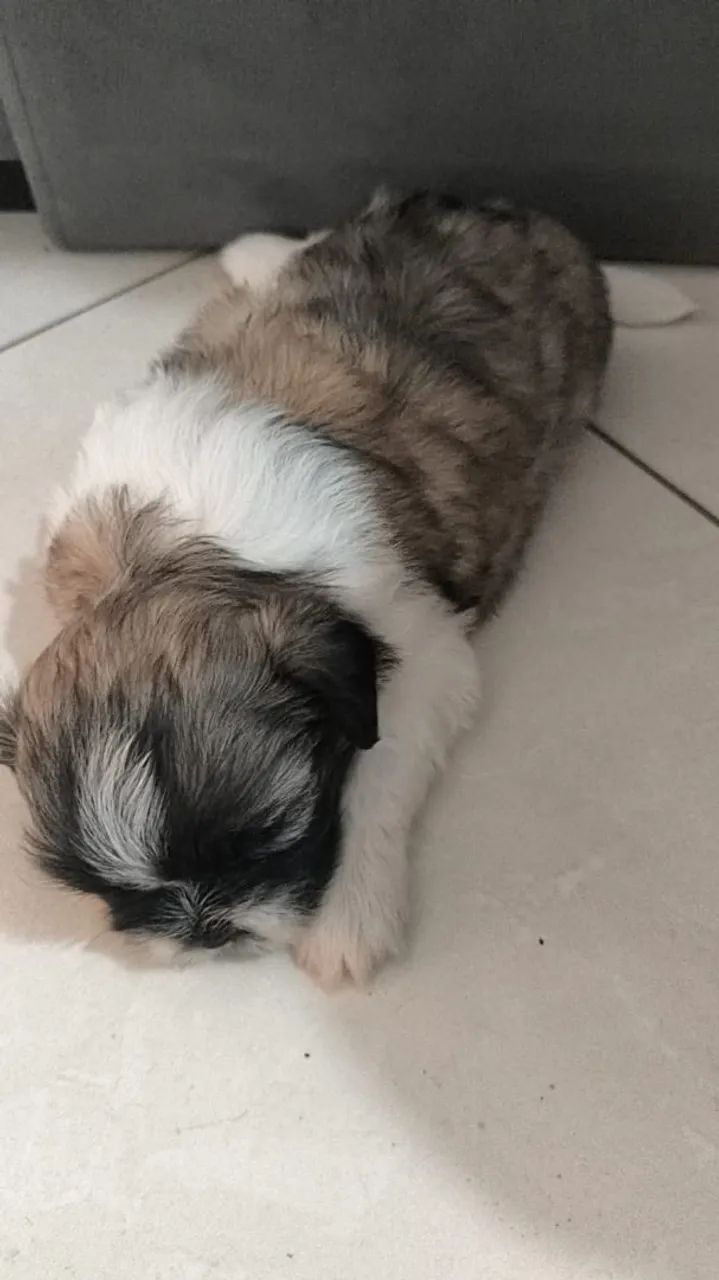 Shih tzu - Foto 3