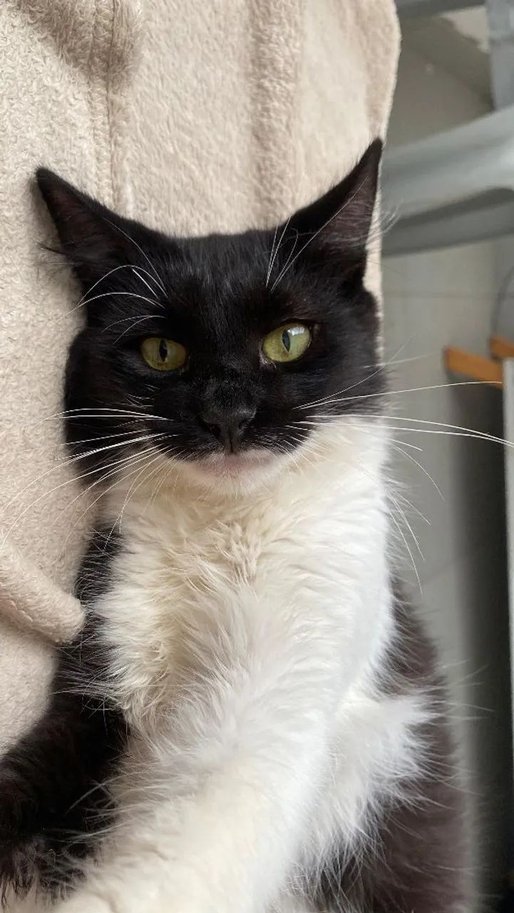 Doação de gato - Foto 5