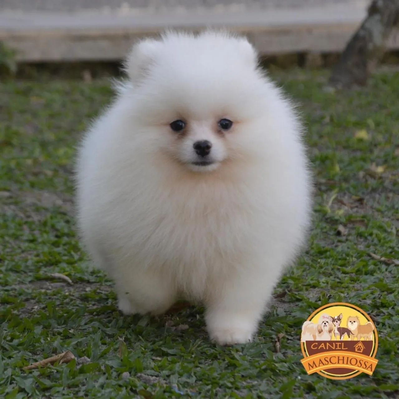 Spitz Alemão. Pedigree CBKC. - Foto 4