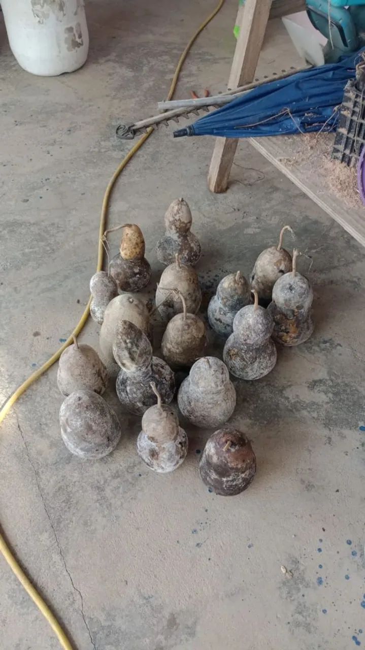 Porongos ou cabaça, 