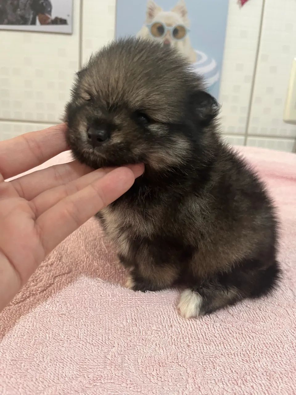 Lulu da Pomeranea  - Foto 5