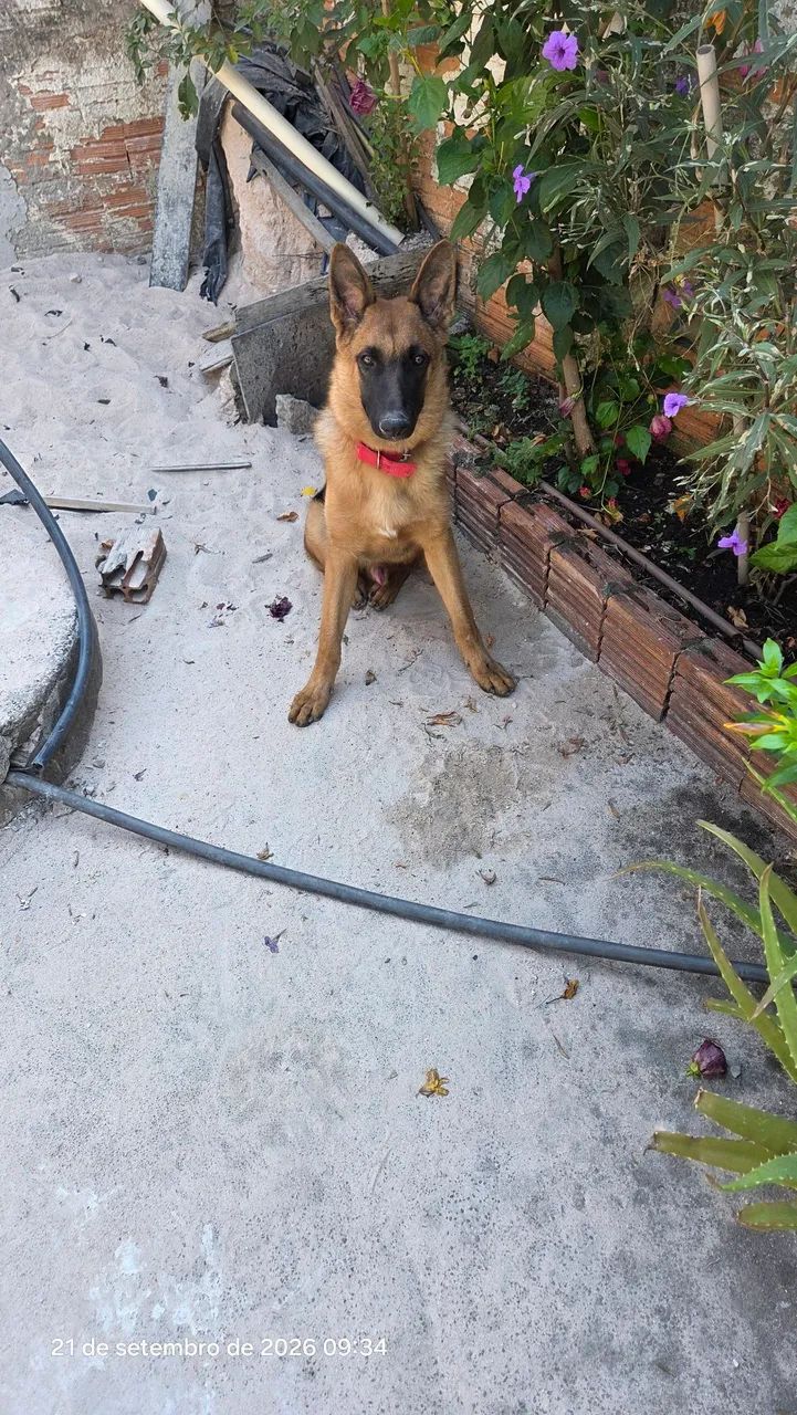 Cachorro pastor alem ão  - Foto 2