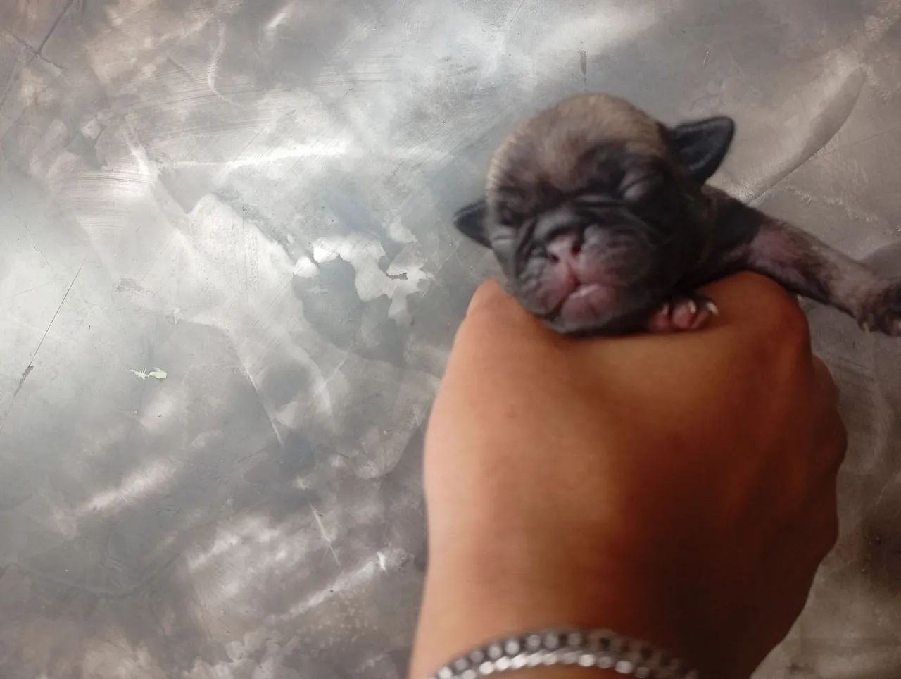 Bebê Pug ( fêmea e macho )  - Foto 4