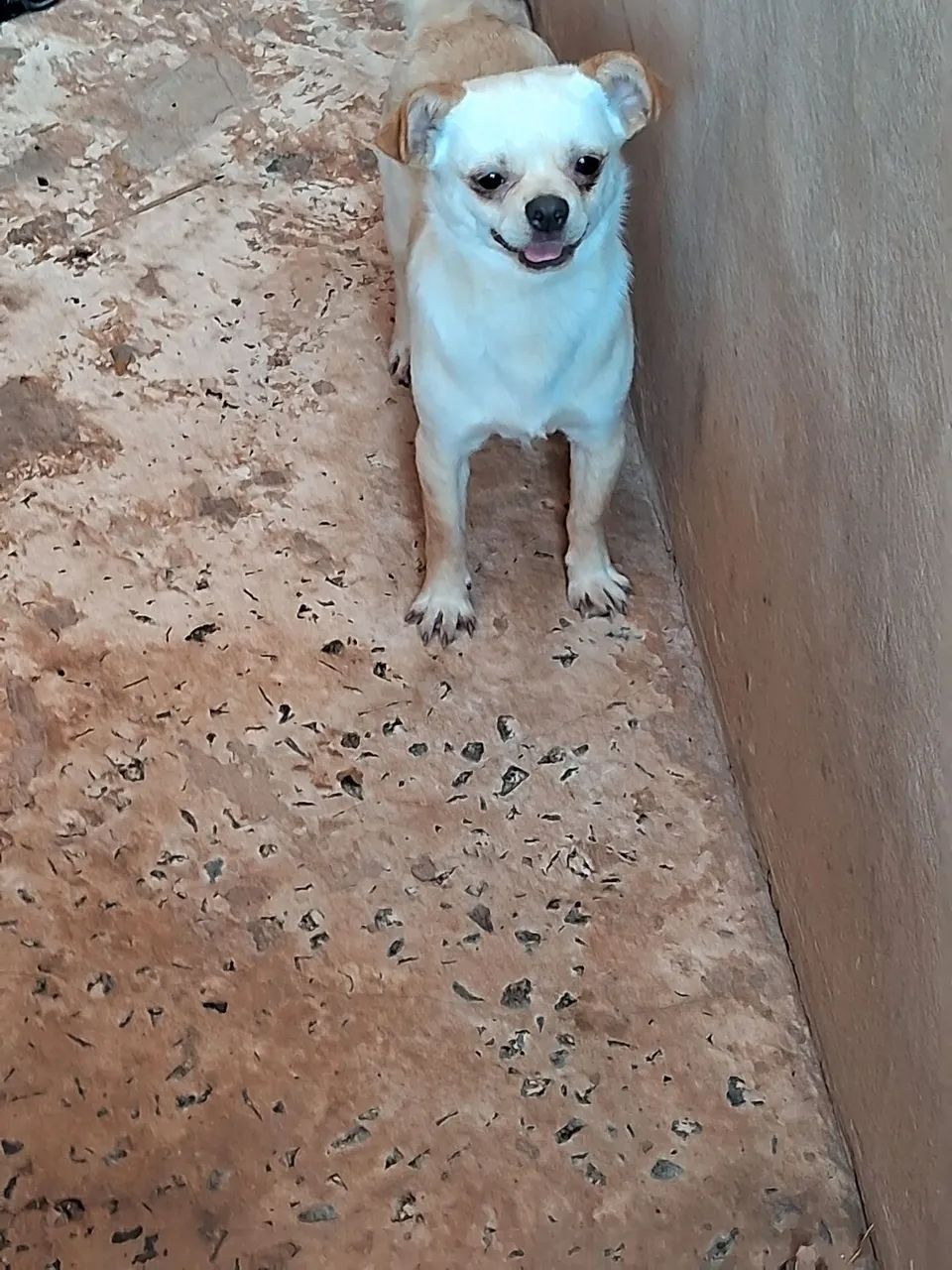 Cachorro 11 meses  - Foto 2