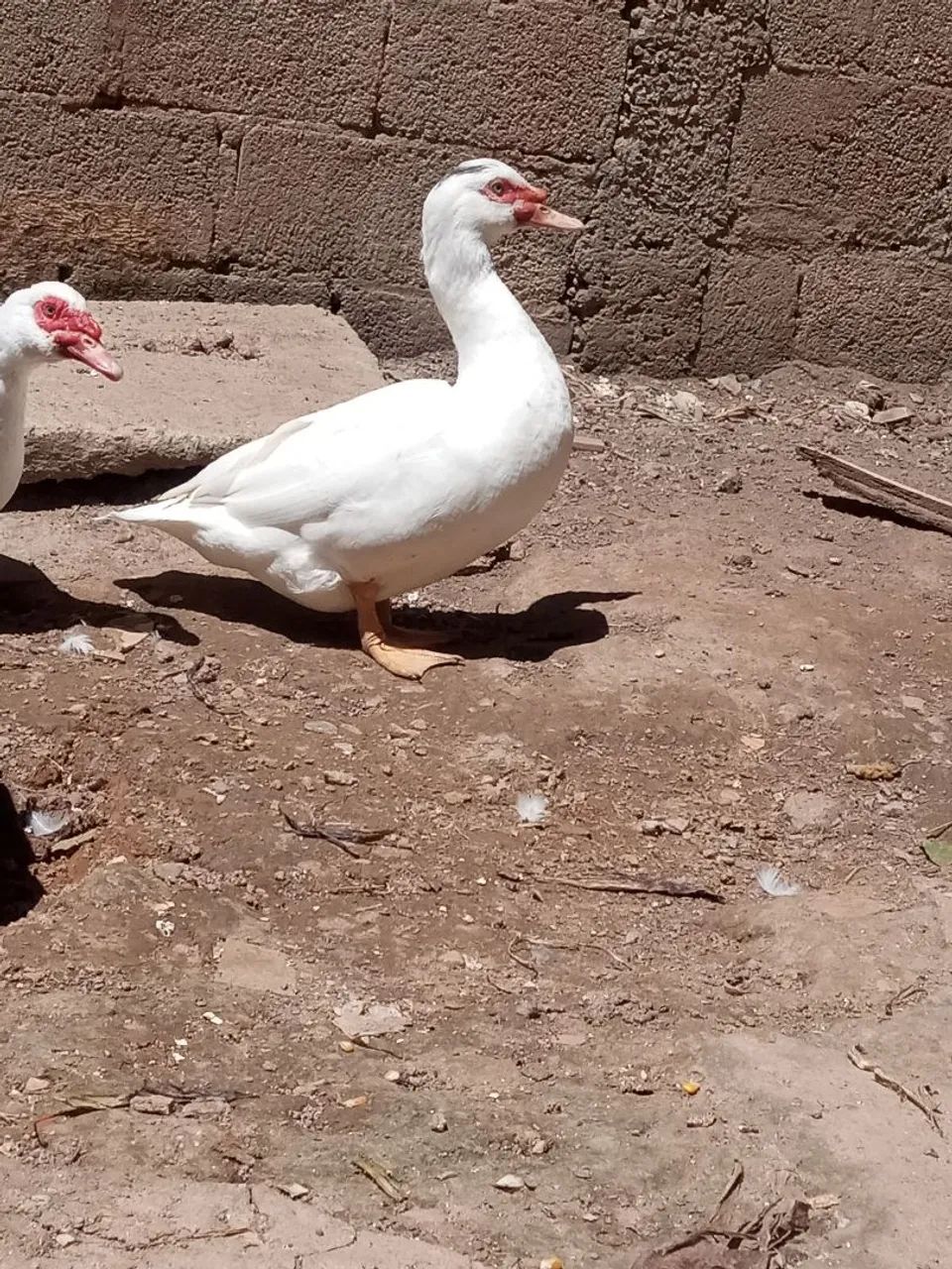 Patos e filhotes  - Foto 3