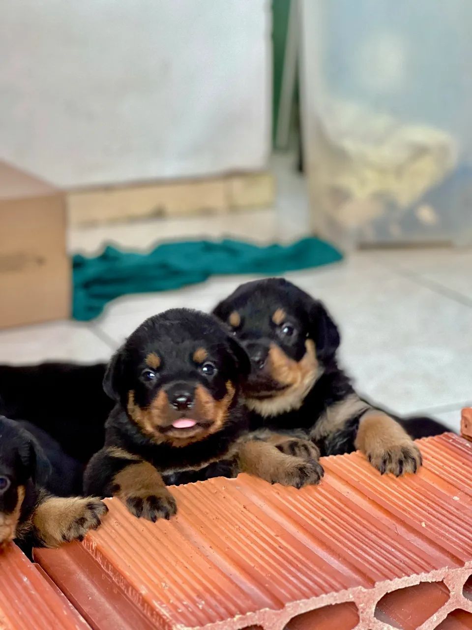 Cachorro  - Foto 5