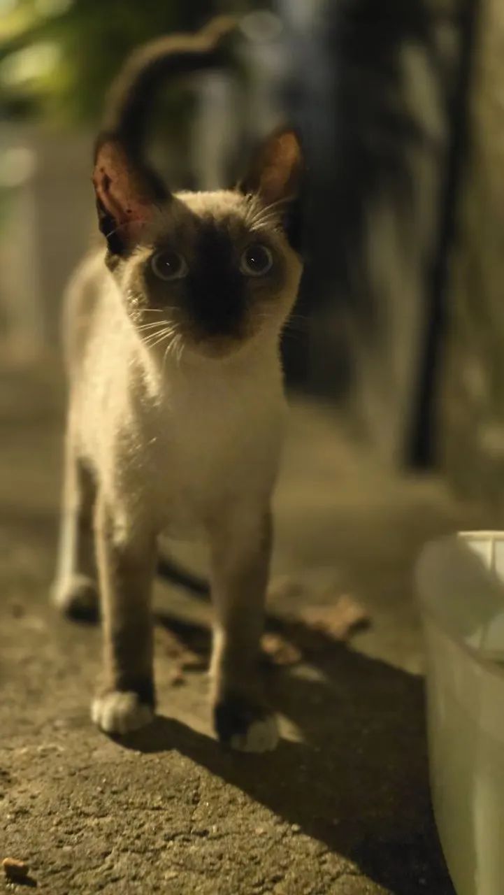 Gata para adoção