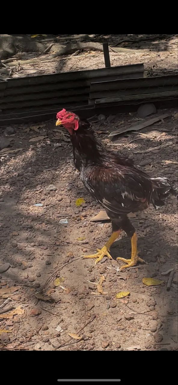 Frango - Foto 2