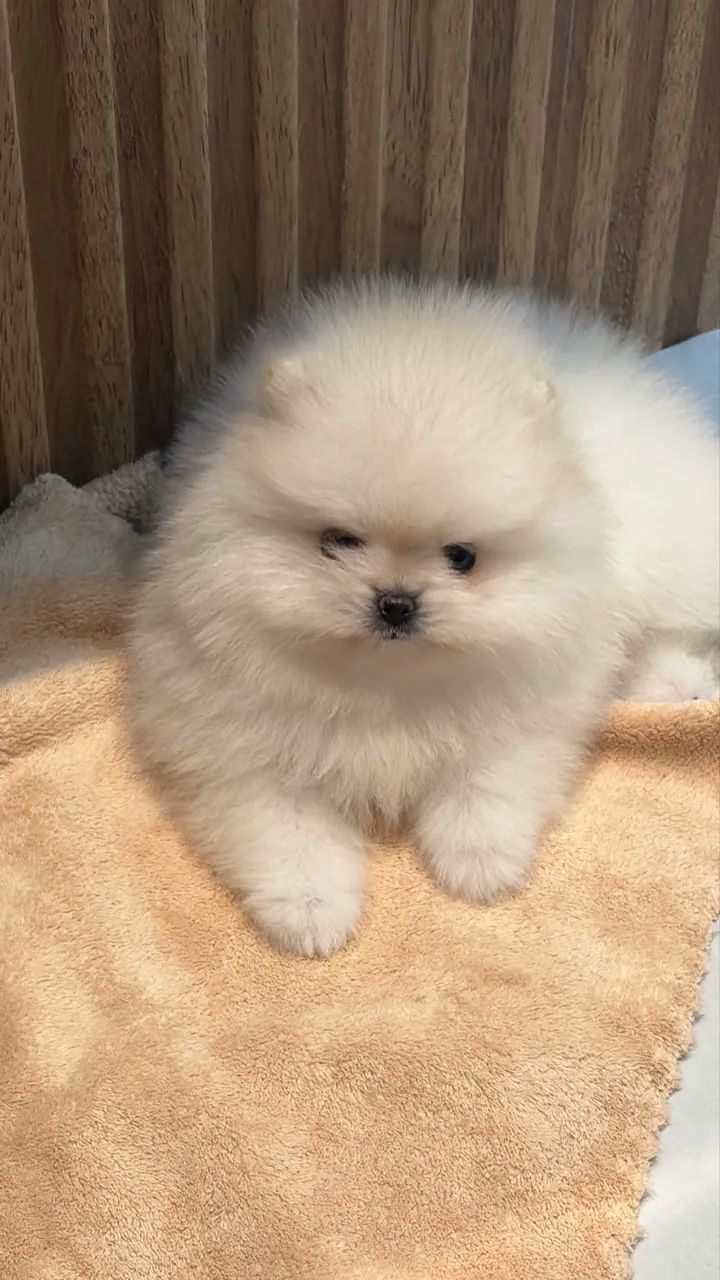 Spitz alemão  - Foto 4