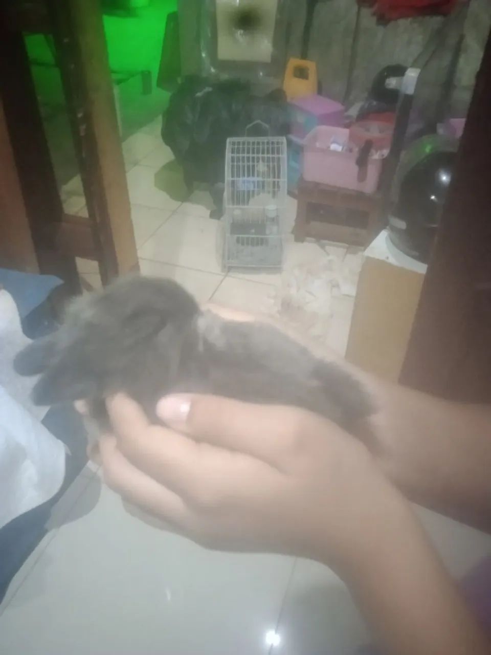 Coelhinhos Netherlands  - Foto 4